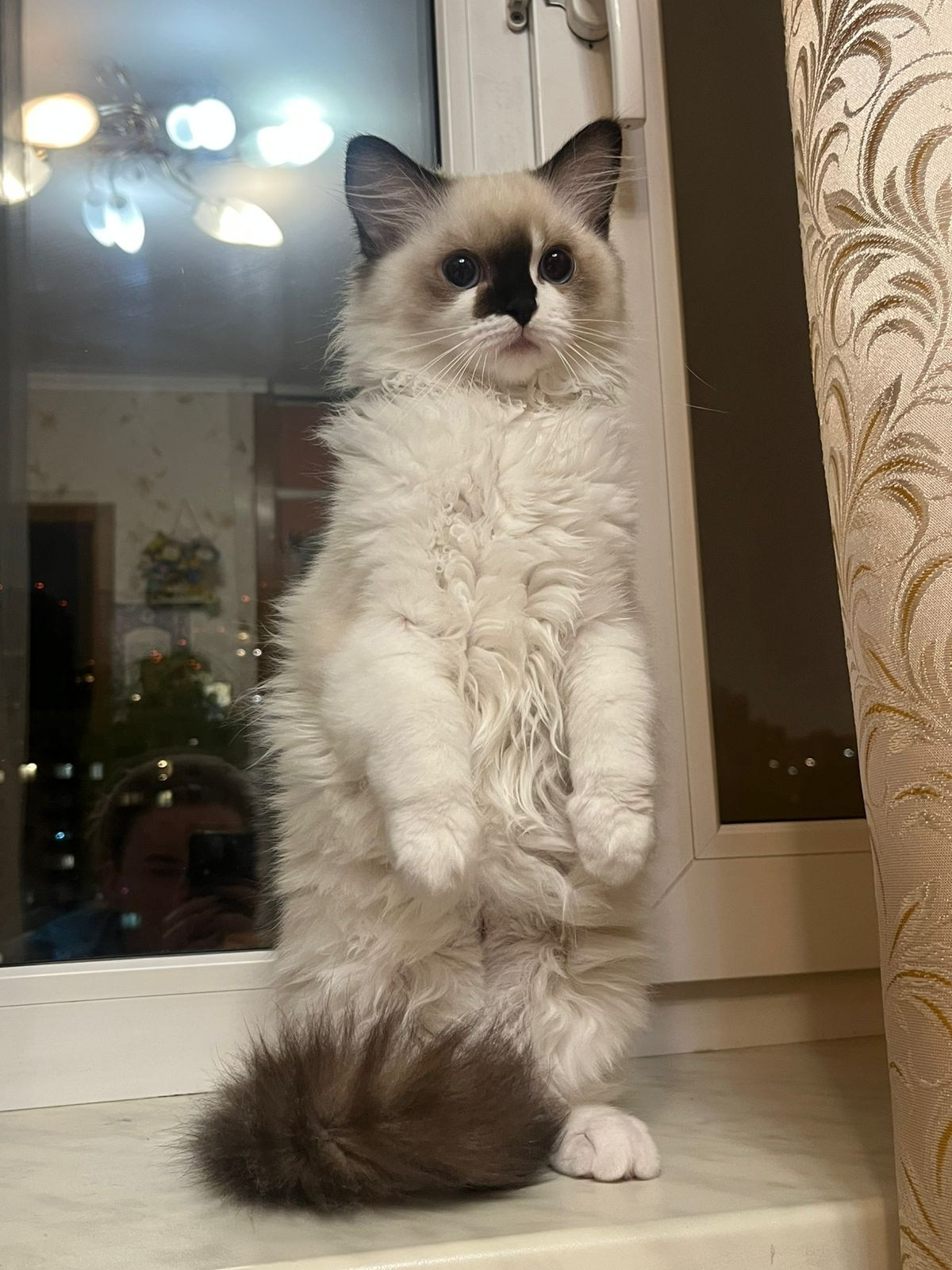 Выпускники Loyal Adore. Питомник рэгдолл Loyal Adore