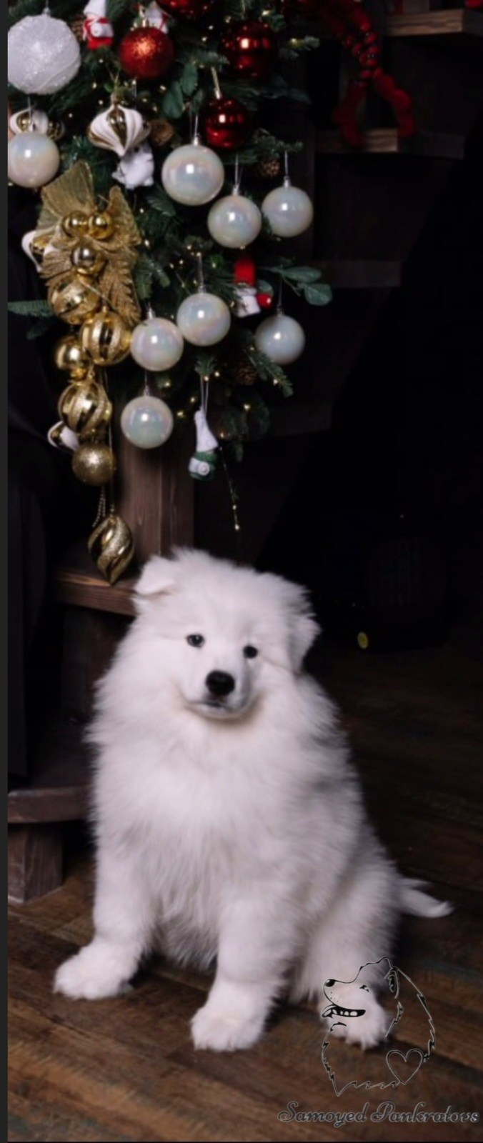 купить самоеда