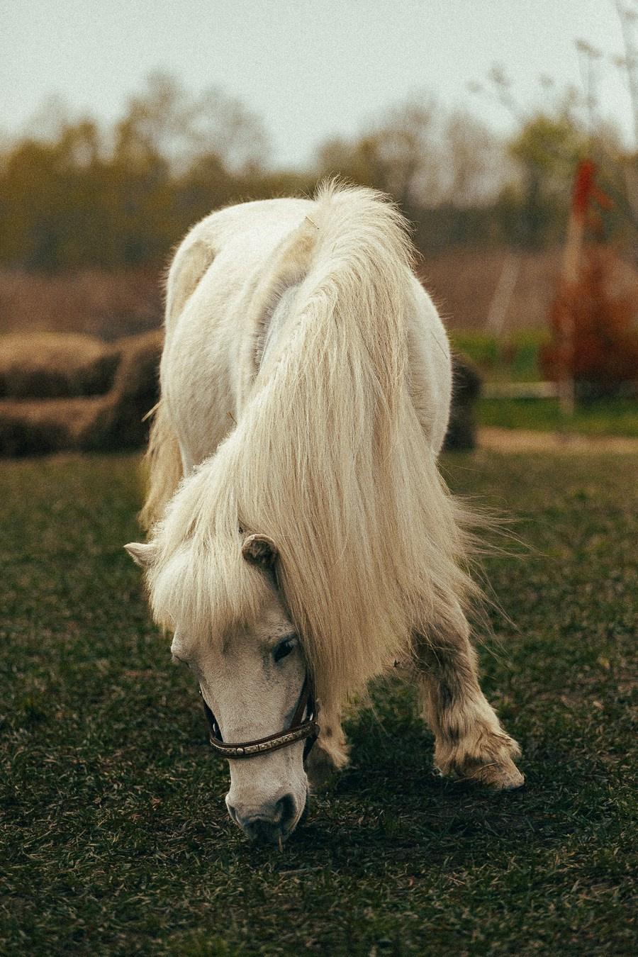 Ферма Альпак Владивосток. Oskar Dallas — professional photographer in Moscow
