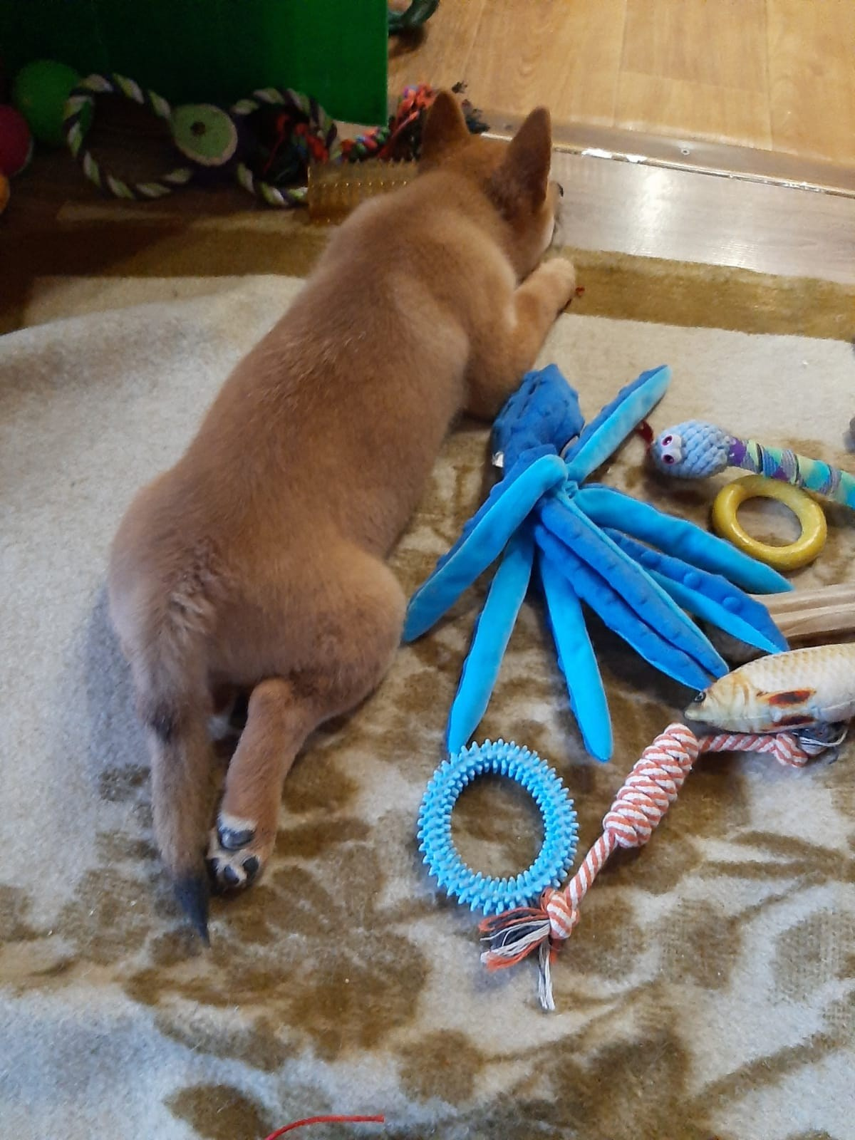 Rubylight Leo. Американская акита I Сиба ину I Питомник RUBYLIGHT