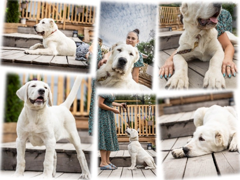 Иншала и Сирена. Фотограф-АниМалист Анна Абрамова