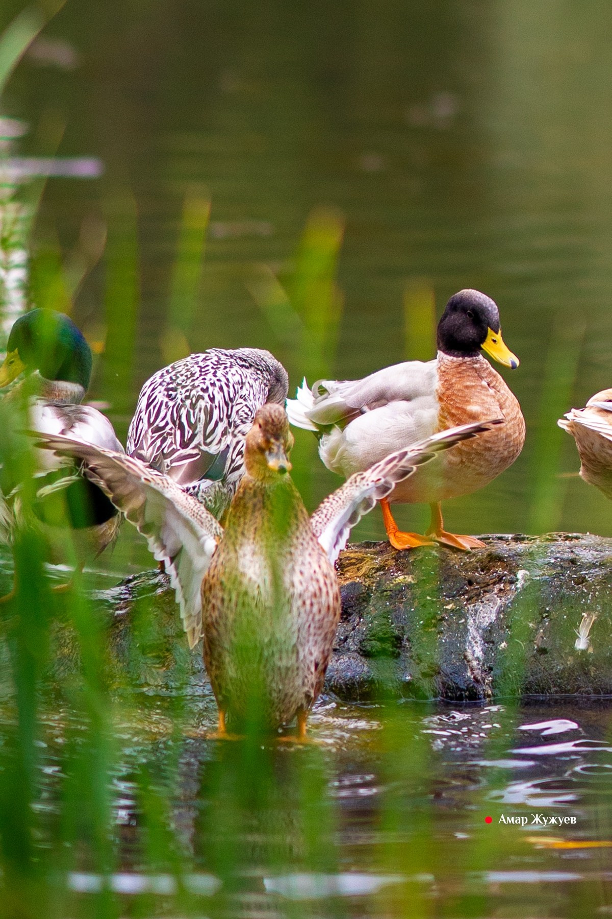Фотографии города Черкесска. Фотограф из Черкесска Амар Жужуев
