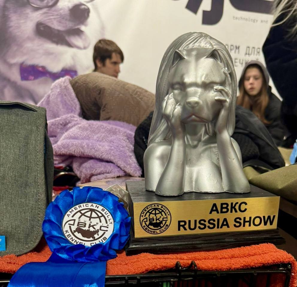 Участие в выставках. Американские булли XL в г. Калининград. Питомник Great Bully UNIVERSE