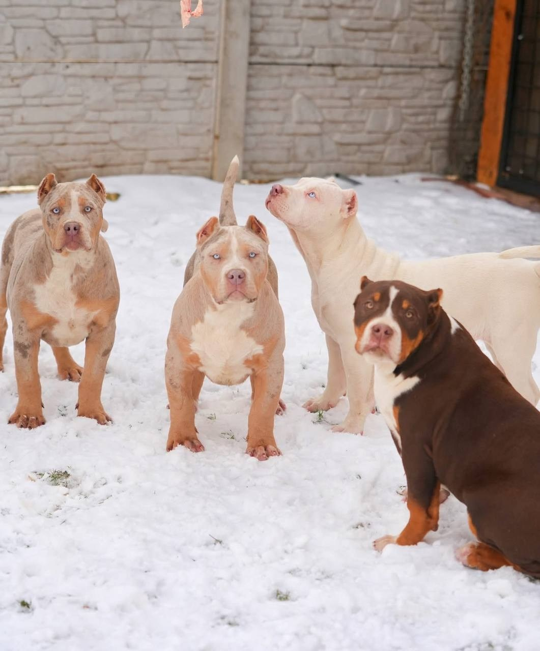 Mako’s GRANDBAR. Американские булли XL в г. Калининград. Питомник Great Bully UNIVERSE