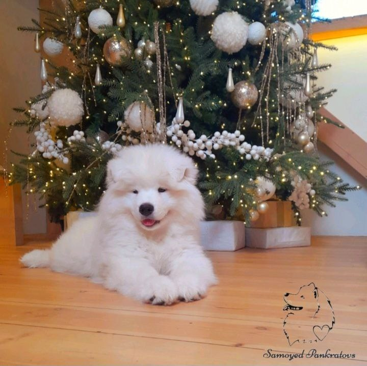 Помет «Р» 04.10.2023 д. р. Самоед Новосибирск