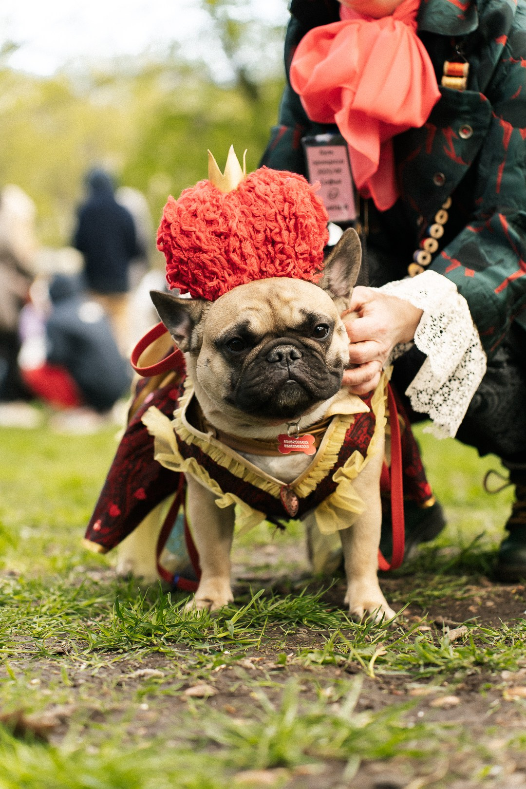 Парад Бульдогов. Axenov_eugene