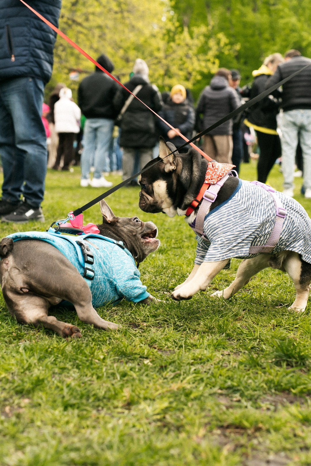 Парад Бульдогов. Axenov_eugene