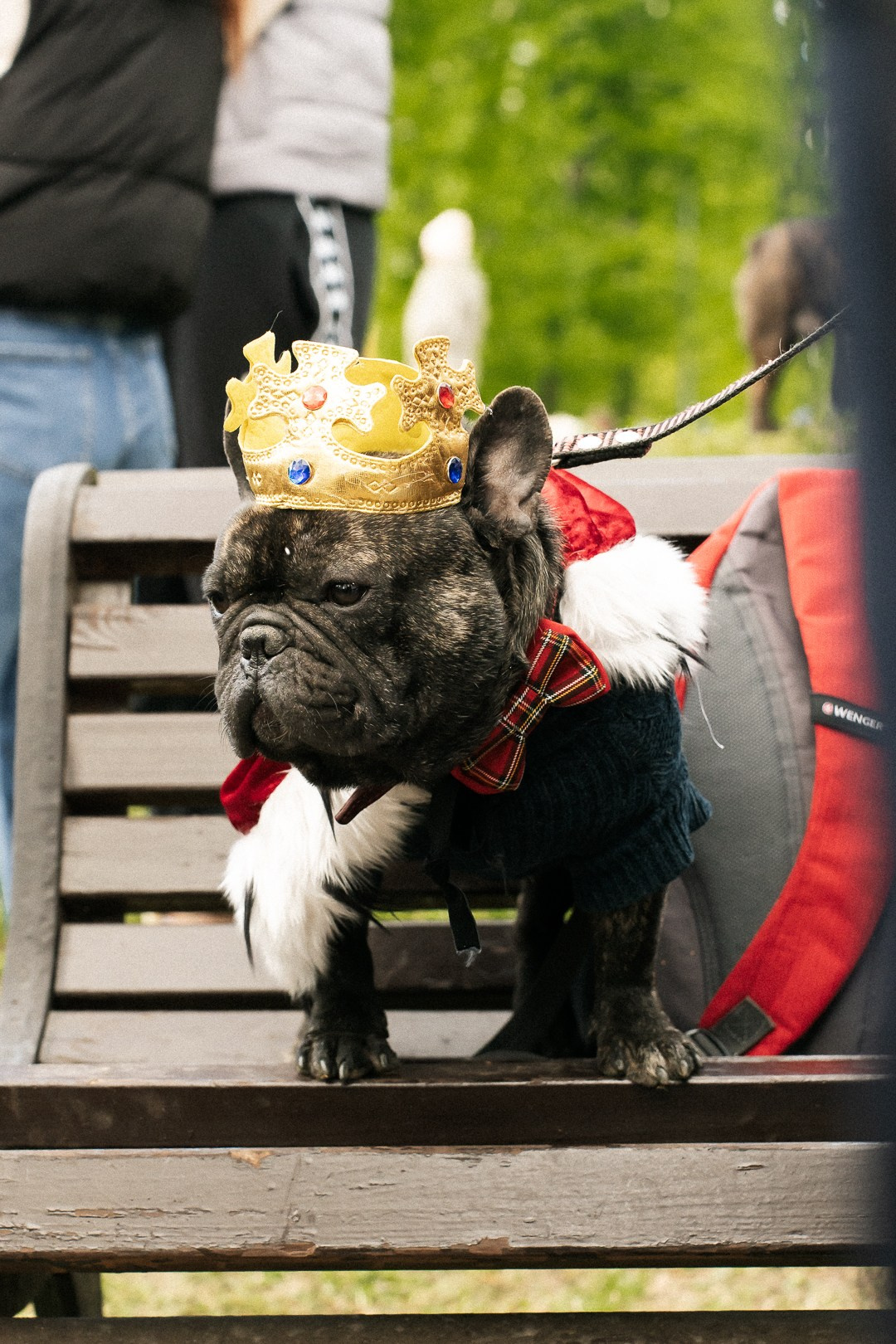 Парад Бульдогов. Axenov_eugene