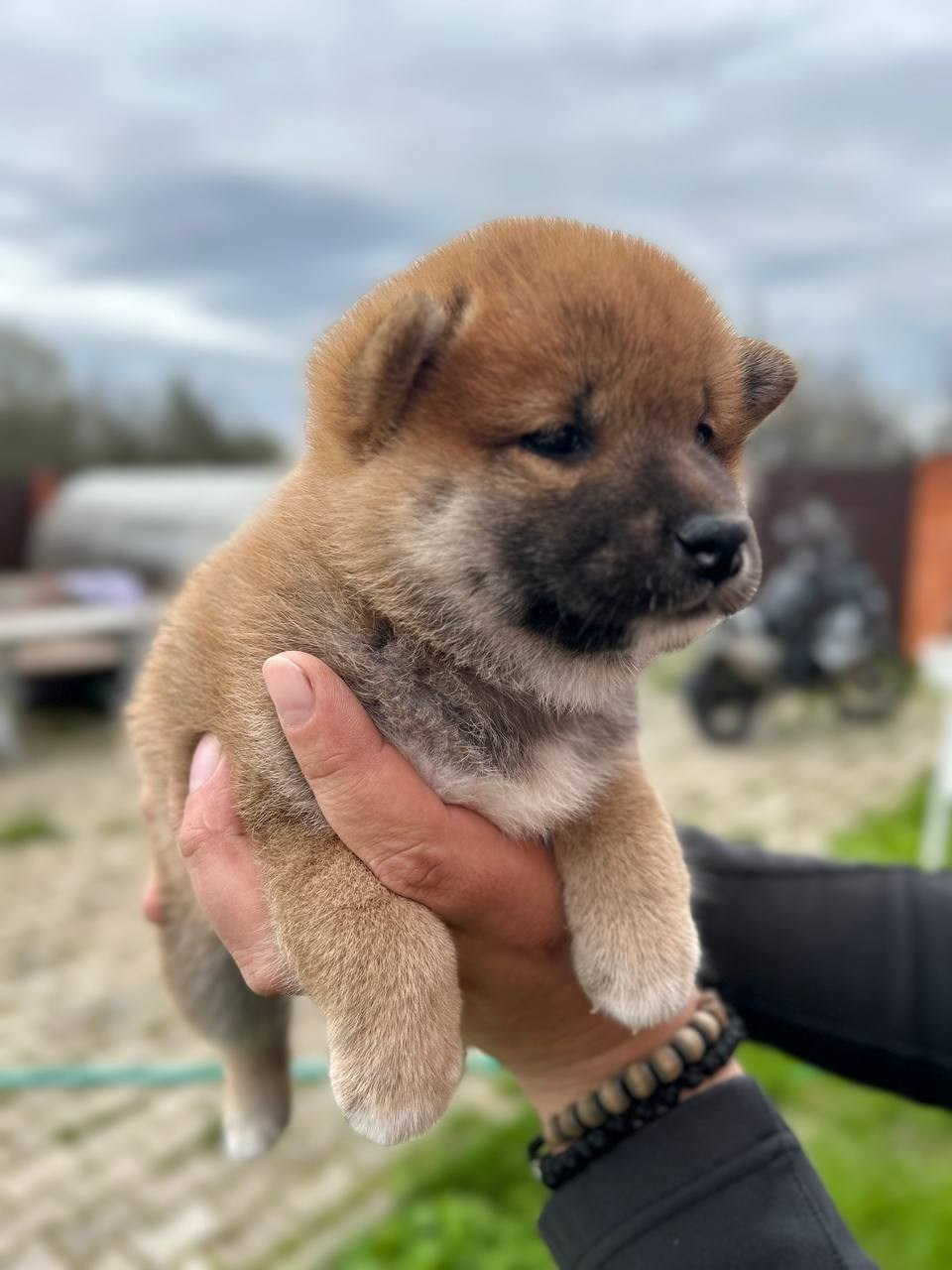 сиба питомник Рубилайт щенки на продажу rubylight  сиба щенки купить СПб Санкт-Петербург