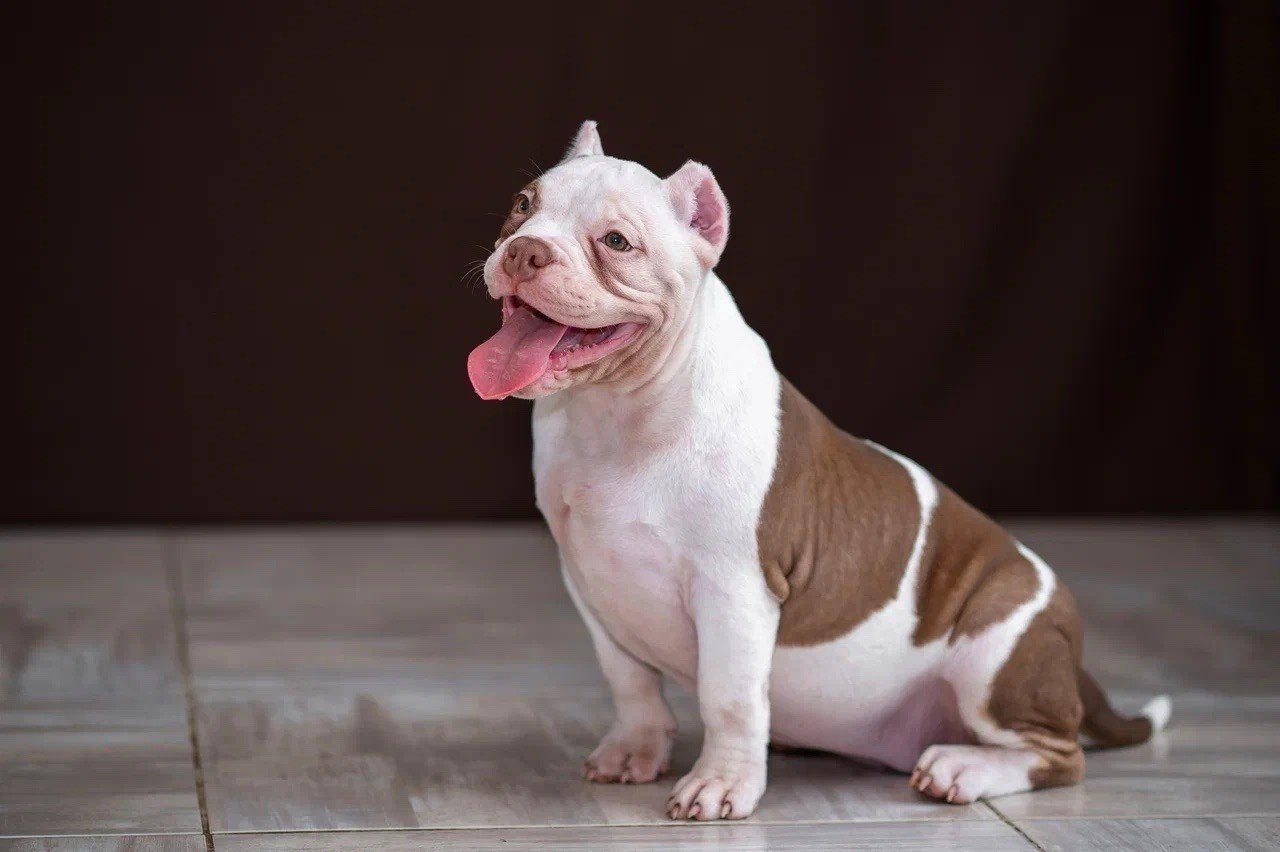 Свободные щенки Американский Булли в Иркутске. Питомник собак Иркутск