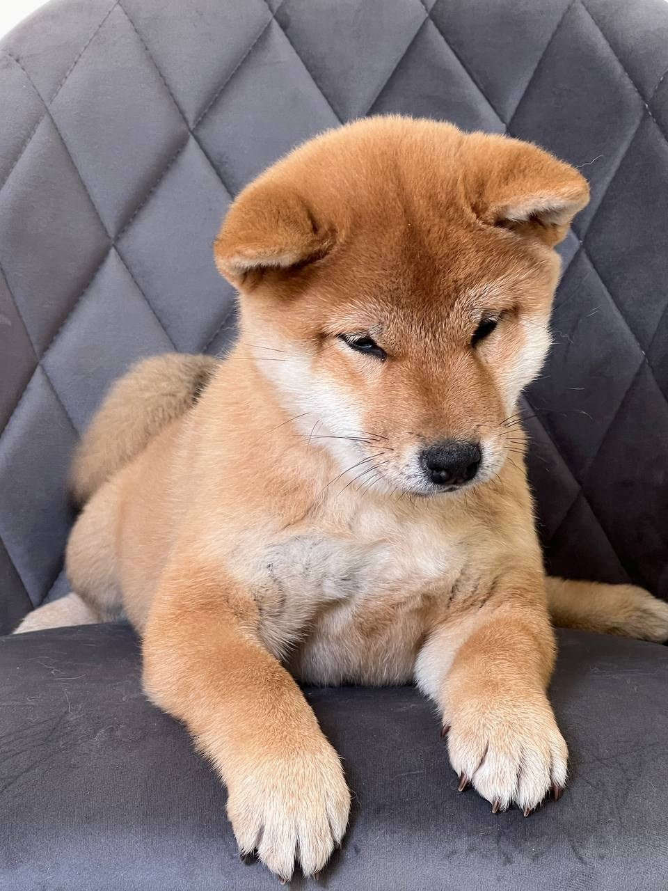 Сиба Rubylight Zoe питомник Рубилайт 