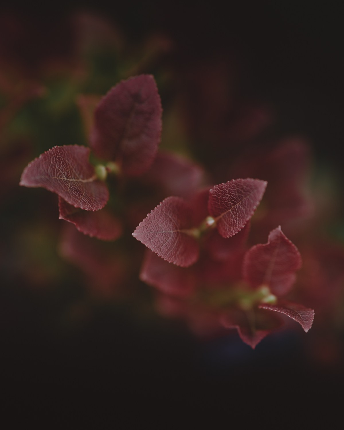 П-ОВА СРЕДНИЙ И РЫБАЧИЙ. Пейзажный и тревел-фотограф Алексей Соколенко