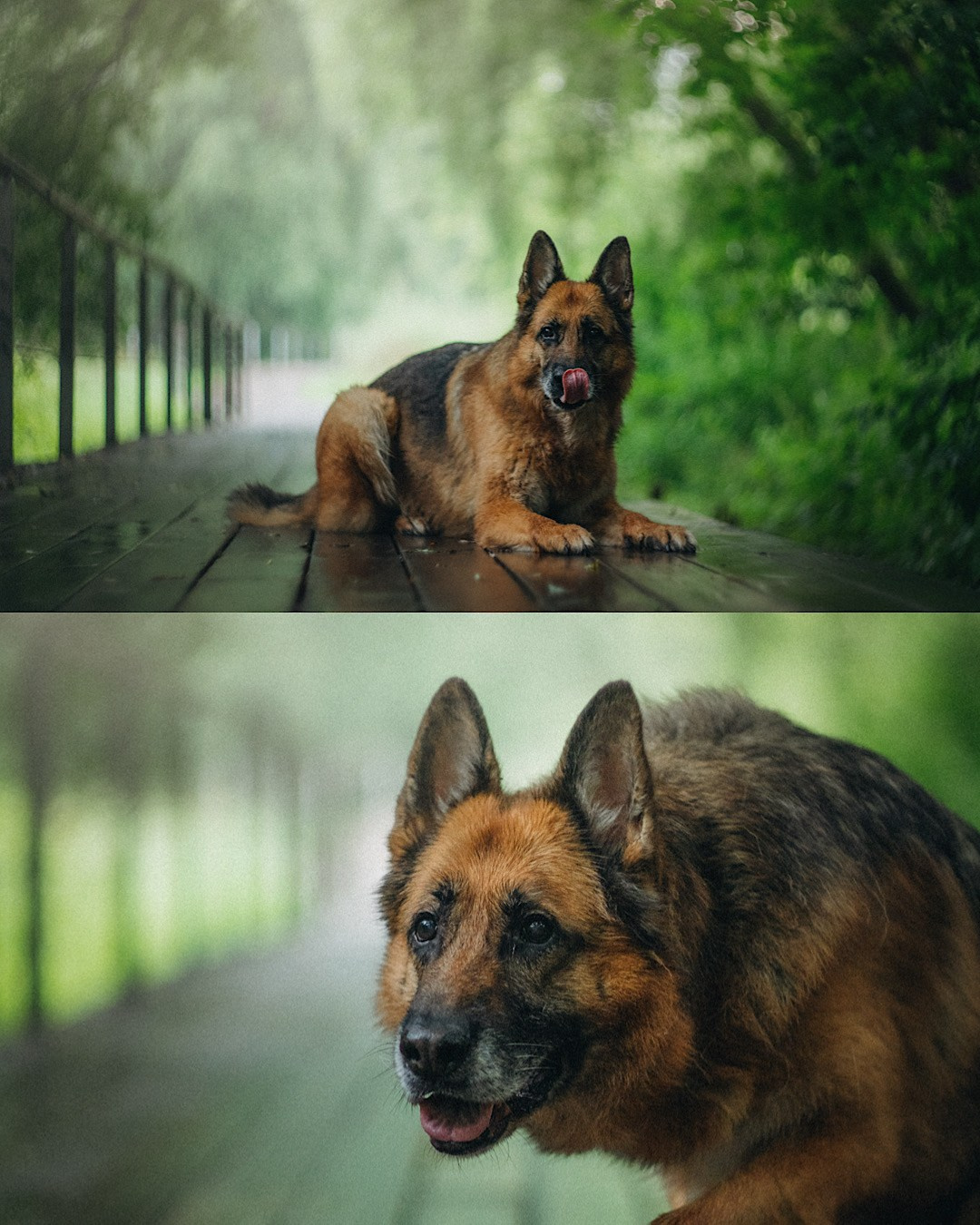 Вика и Фрея. Фотограф анималист в Москве и Санкт-Петербурге Свиридова Анна