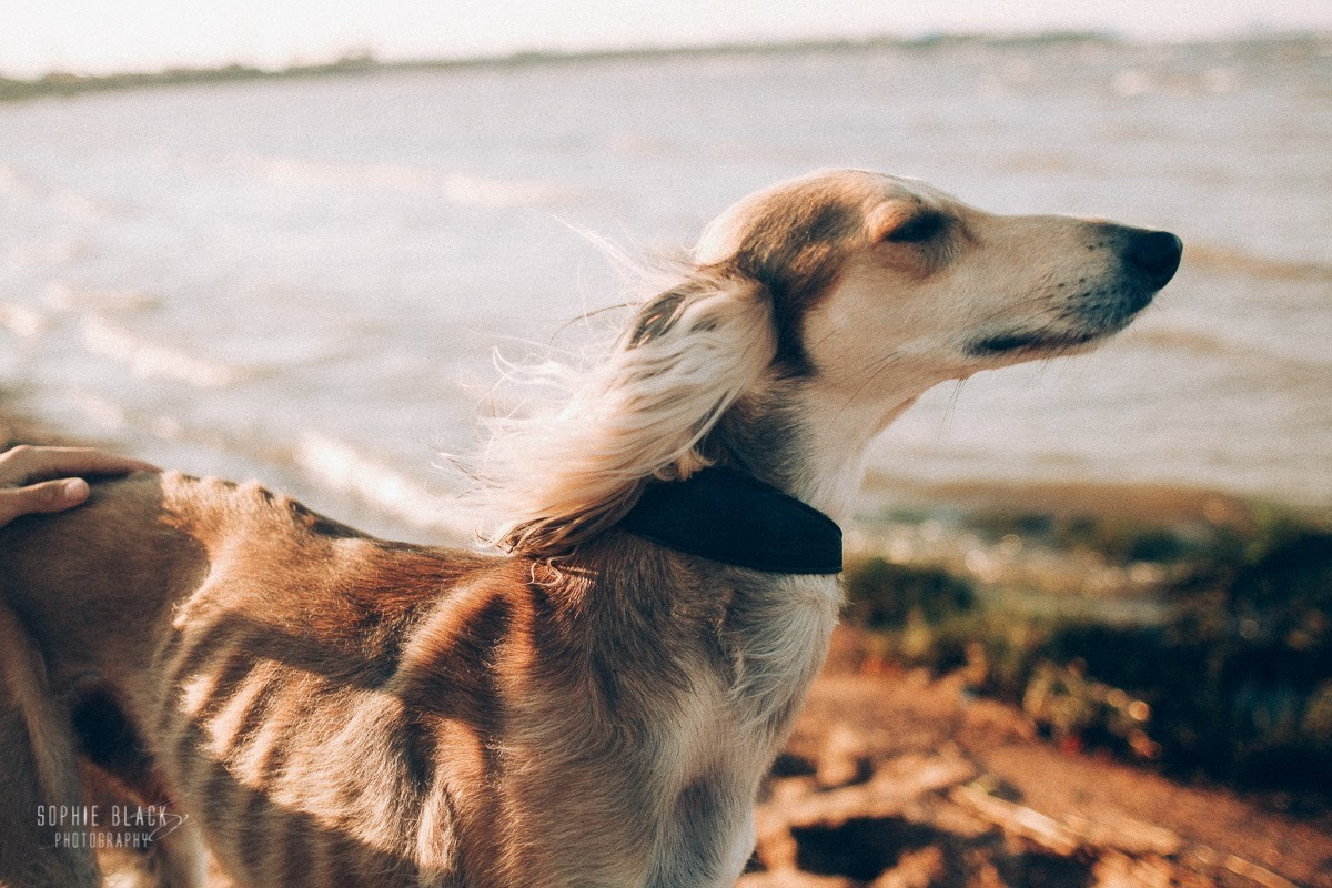 Встреча Ветров. Соня Черных (sophieblack)