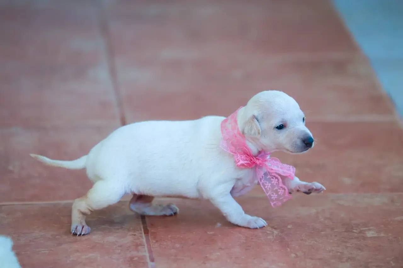 Белоснежные. Профессиональный питомник левреток РКФ/FCI ASTI SAPPHIRE 💎 Сочи|Санкт-Петербург