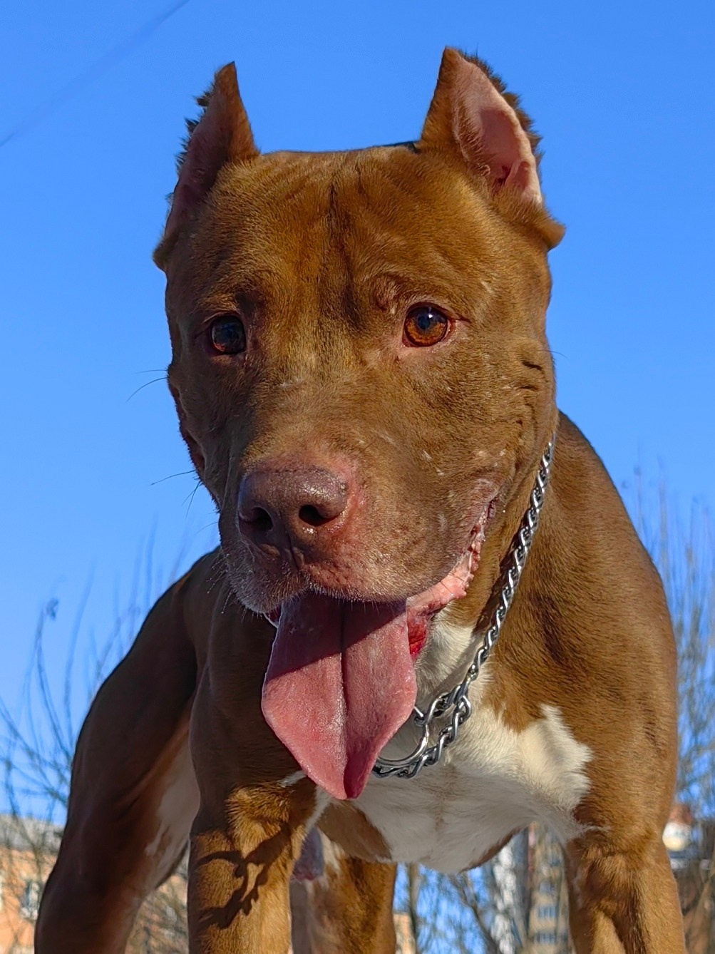 Любимые хвостики