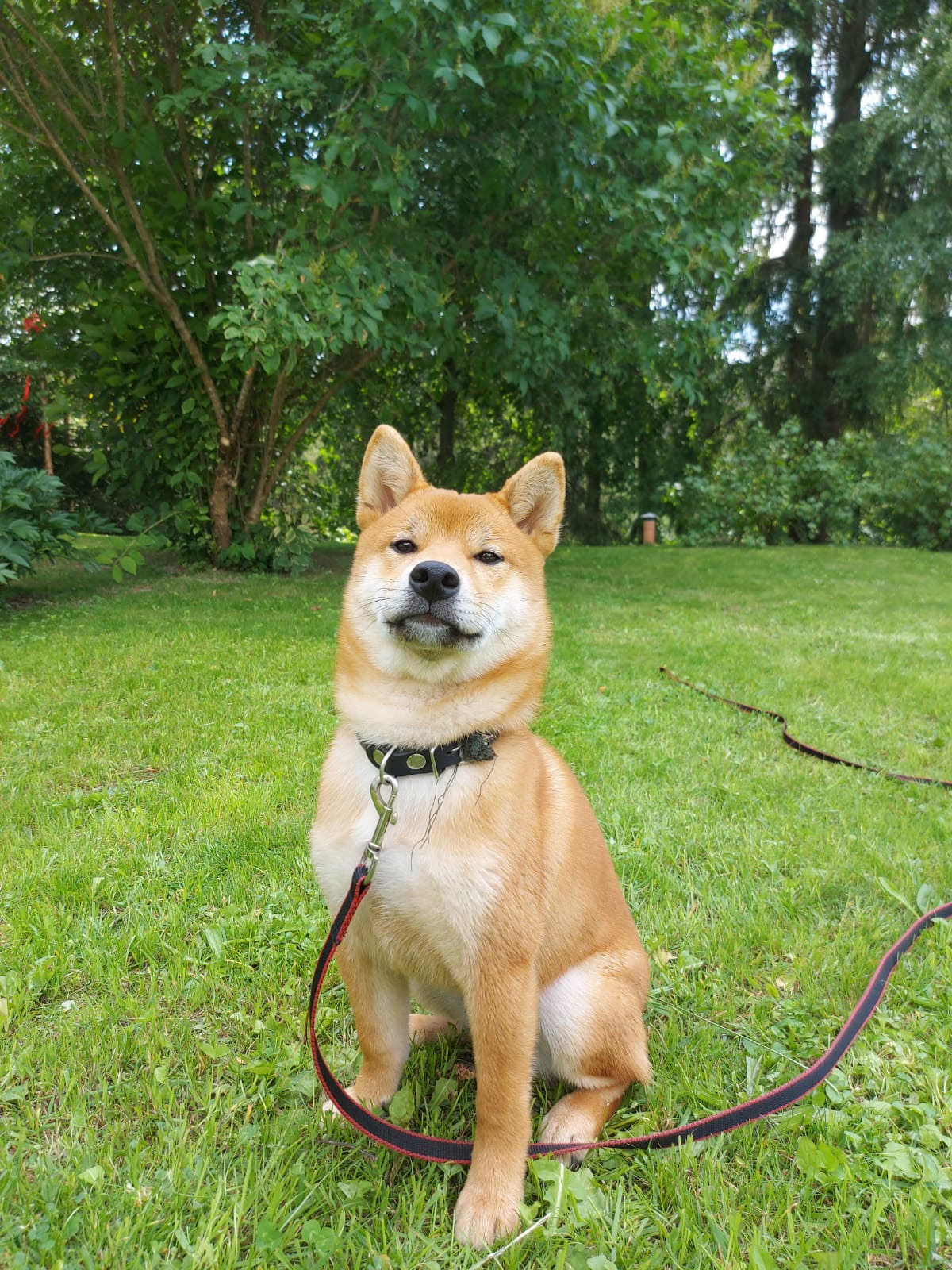 Сиба RUBYLIGHT Taddeus питомник Рубилайт 