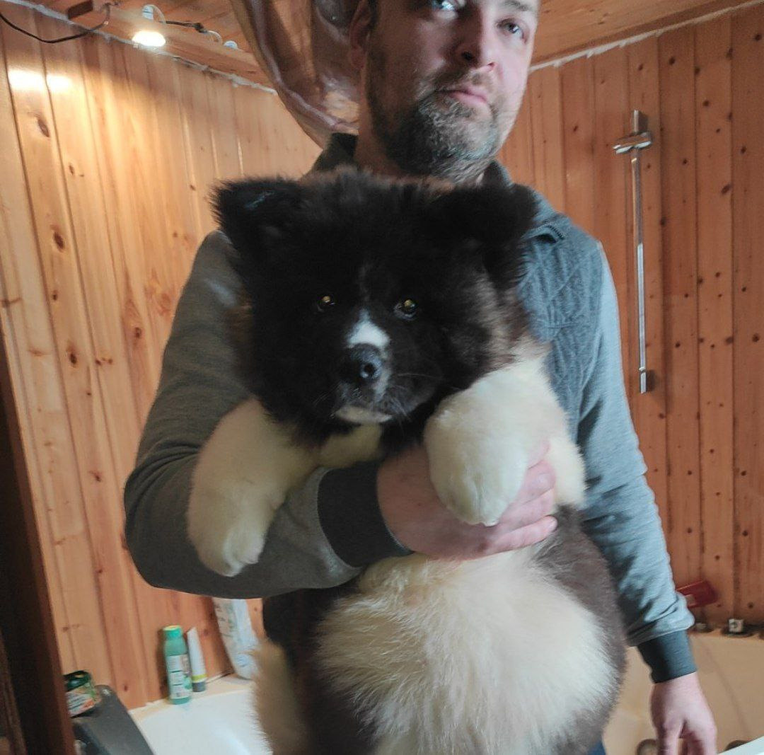 Rubylight Strong-willed * Прохор Длинношерстная американская акита 