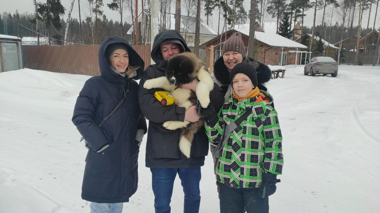 Rubylight Strong-willed * Прохор Длинношерстная американская акита 