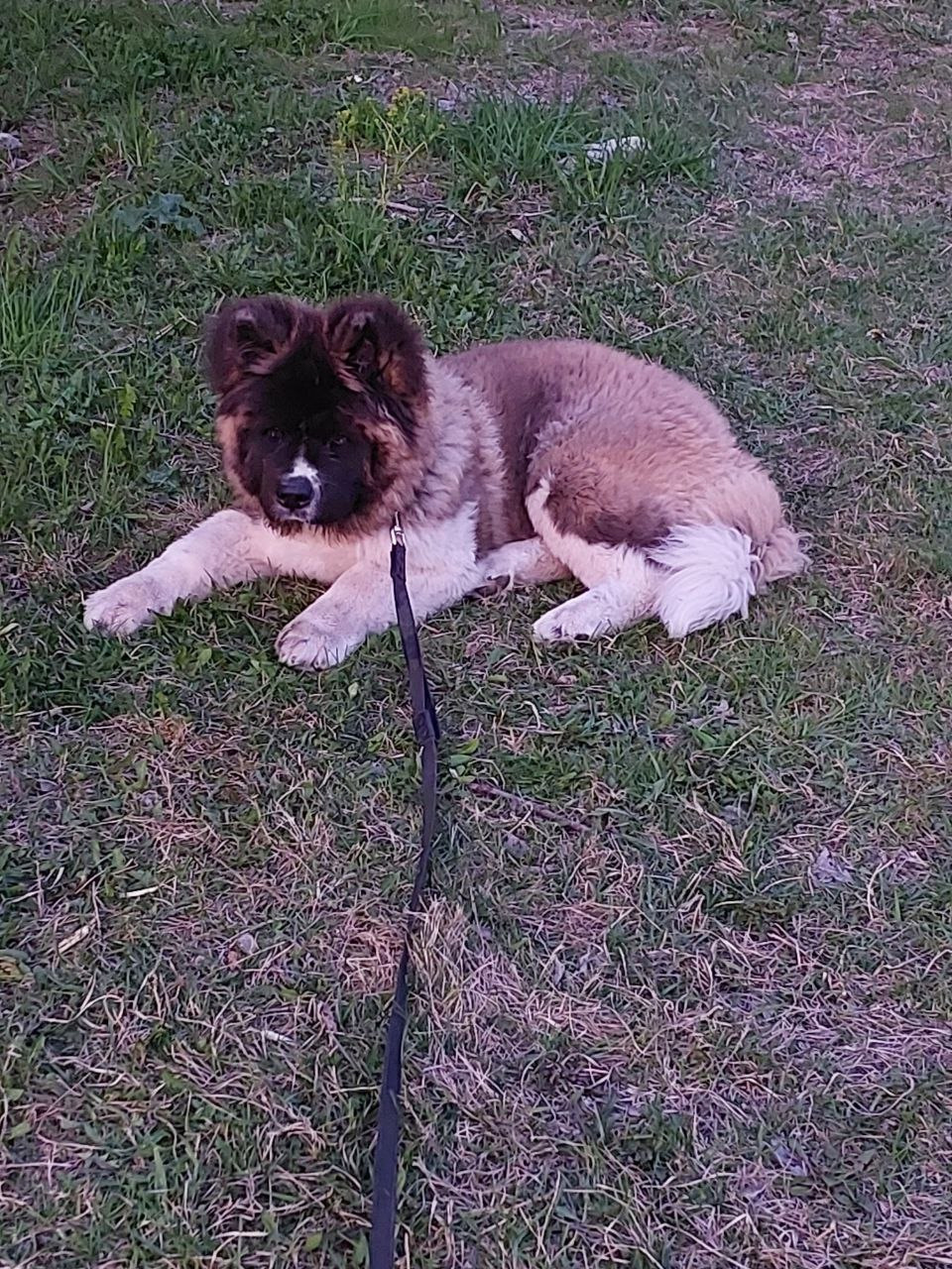 Rubylight Strong-willed * Прохор Длинношерстная американская акита 