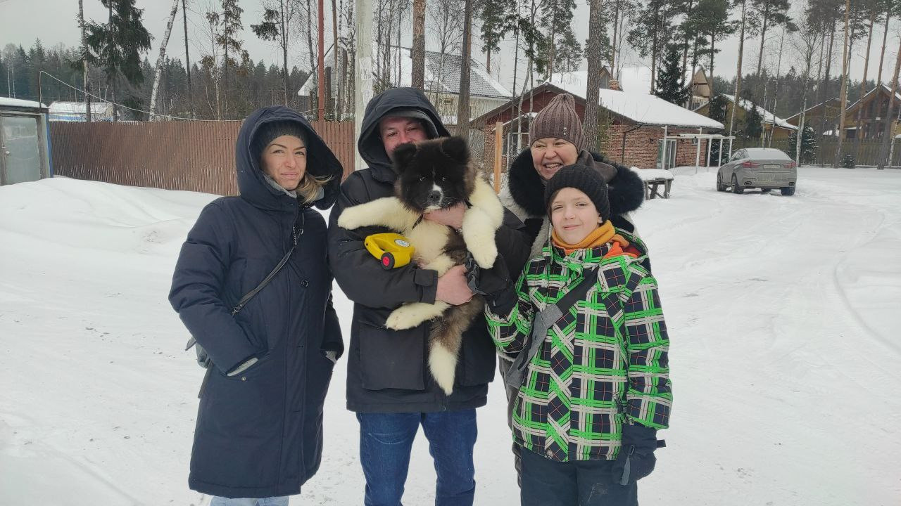 Rubylight Strong-willed * Прохор Длинношерстная американская акита 