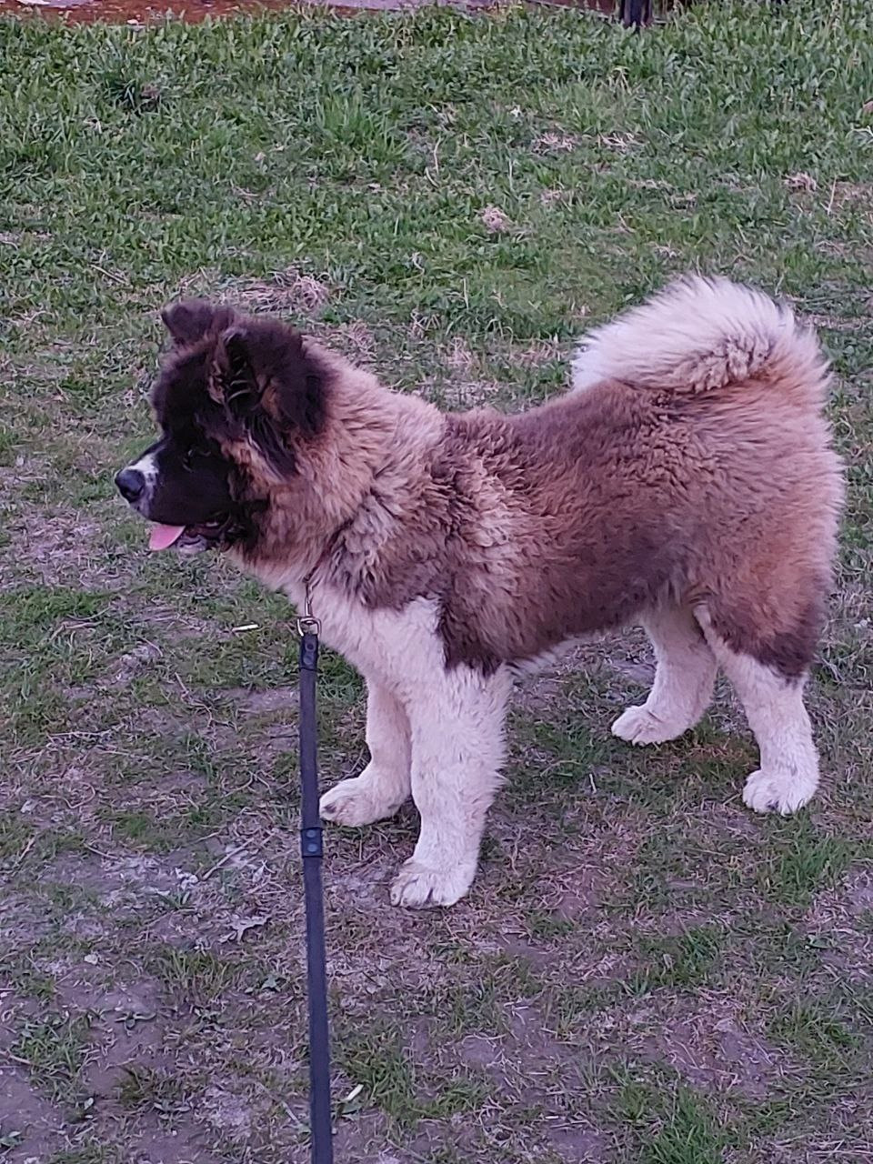 Rubylight Strong-willed * Прохор Длинношерстная американская акита 