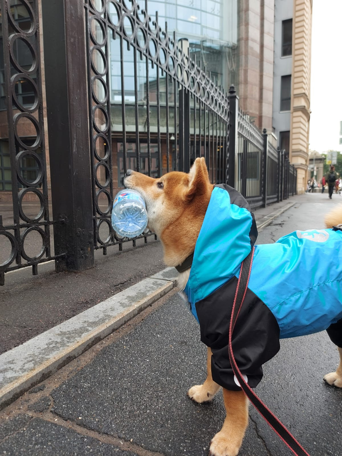 Сиба RUBYLIGHT Taddeus питомник Рубилайт 