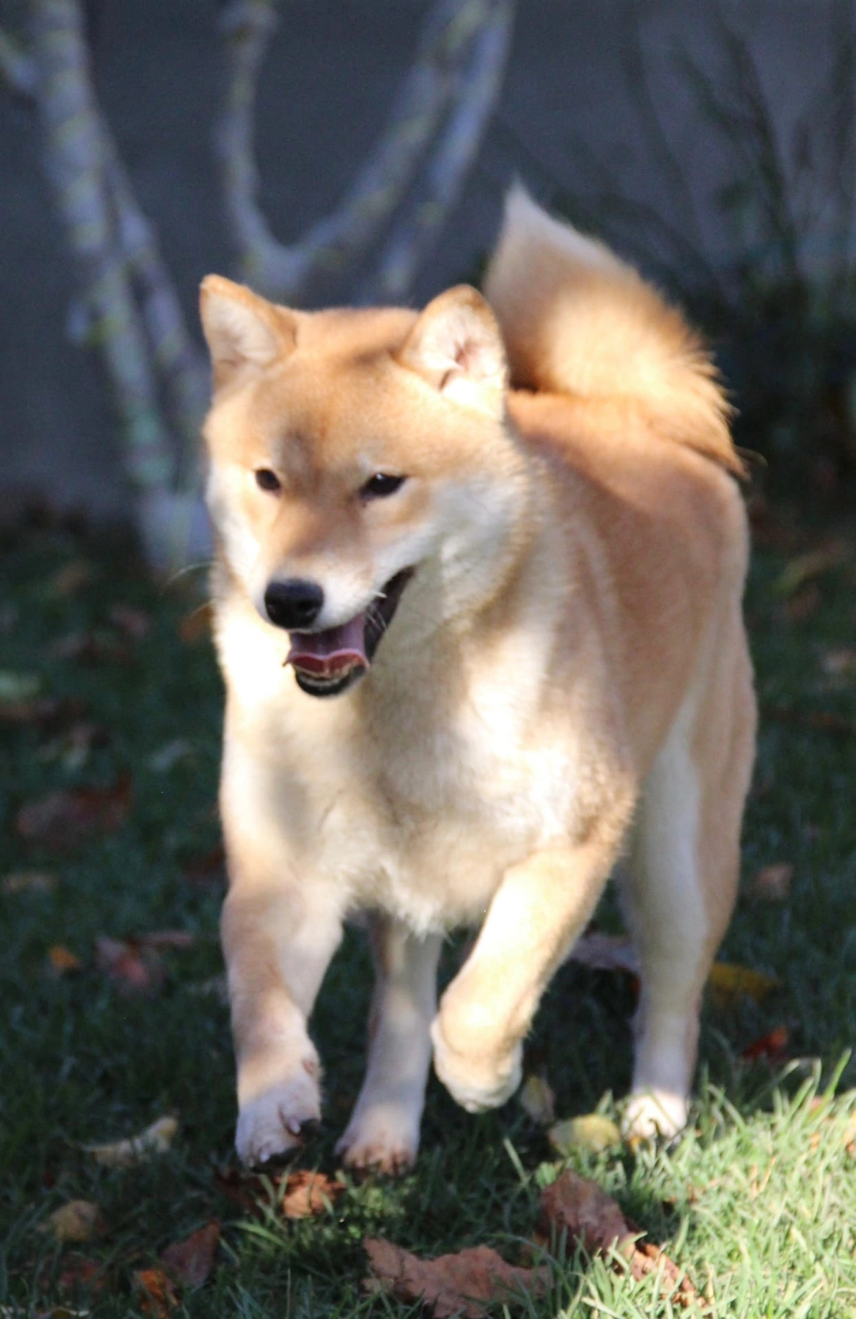 сиба питомник Рубилайт щенки на продажу rubylight  сиба щенки купить СПб Санкт-Петербург 