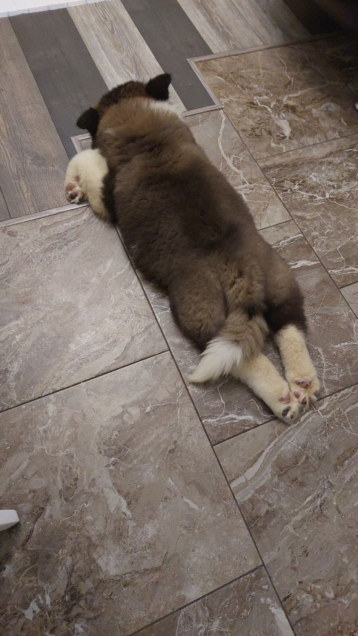 Rubylight Strong-willed * Прохор Длинношерстная американская акита 