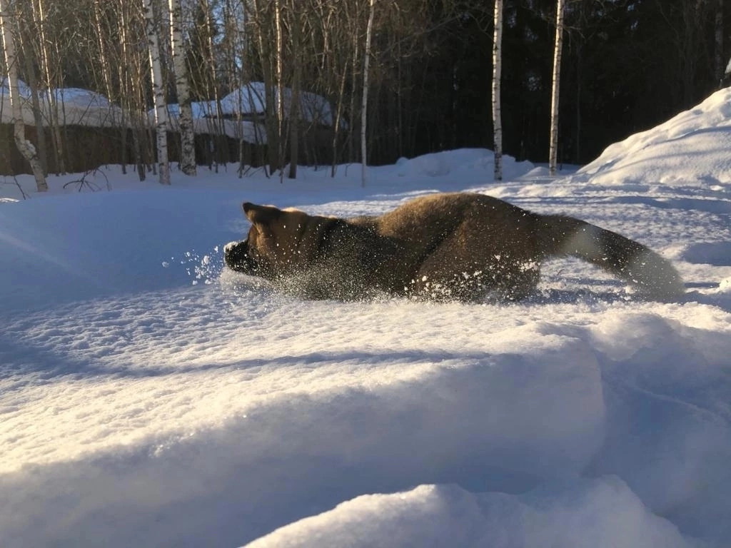 Американская акита Rubylight Sweet dream (RUBYLIGHT BIYA & Dilinze's Hause Orion)