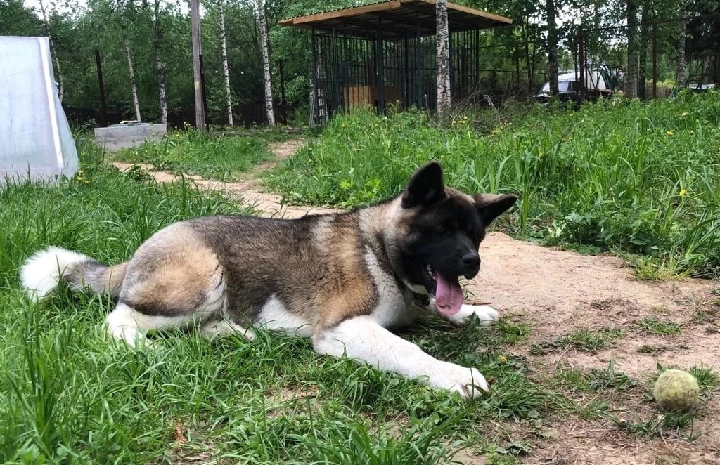 Американская акита Rubylight Sweet dream (RUBYLIGHT BIYA & Dilinze's Hause Orion)