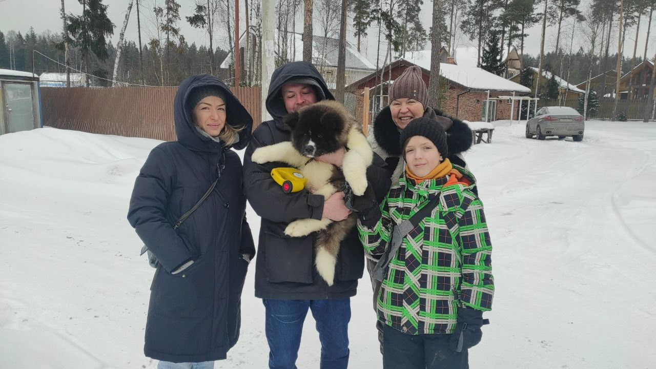 Rubylight Strong-willed * Прохор Длинношерстная американская акита 