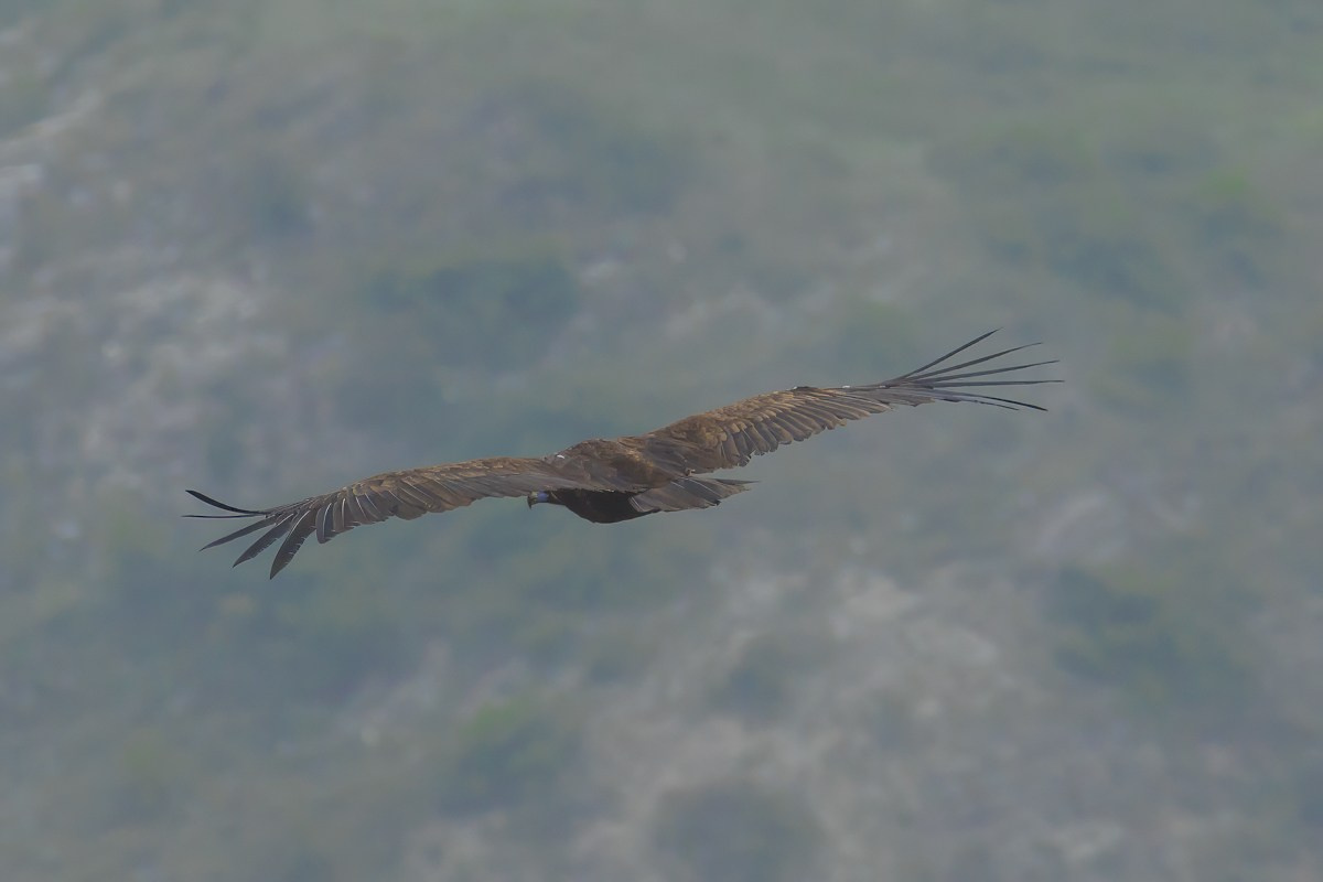 Птицы. Photomantis