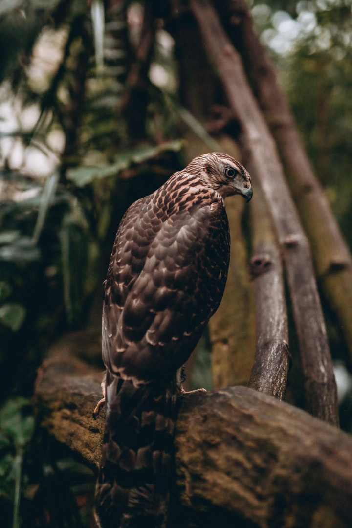 Фотограф животных в Москве и московской области. Профессиональный фотограф в Москве — Максим Дьяконов