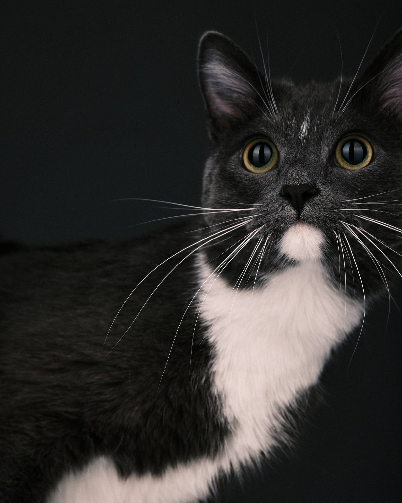 Фотограф животных в Москве и московской области. Профессиональный фотограф в Москве — Максим Дьяконов