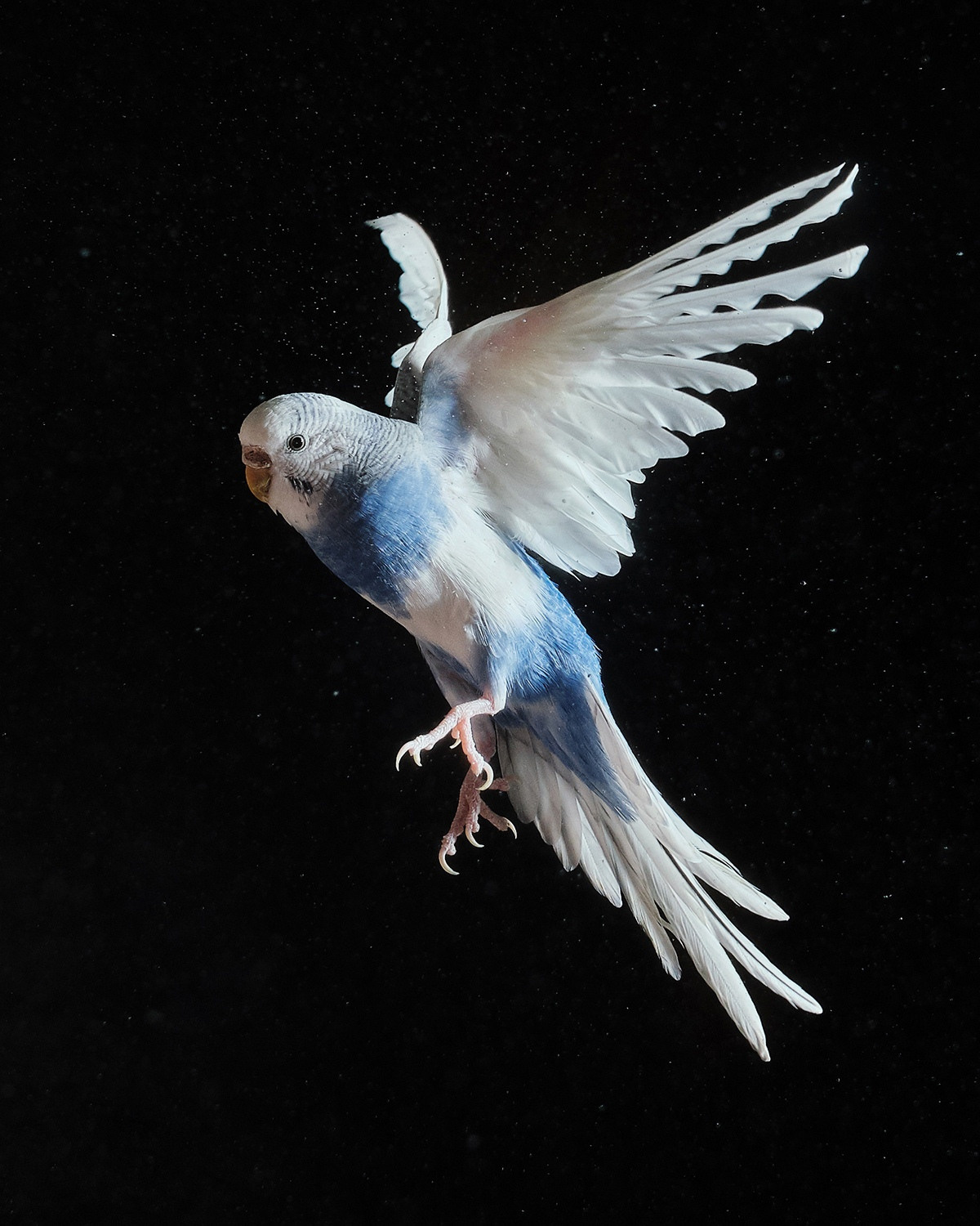 Фотограф животных в Москве и московской области. Профессиональный фотограф в Москве — Максим Дьяконов