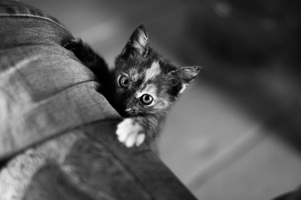 Фотограф животных в Москве и московской области. Профессиональный фотограф в Москве — Максим Дьяконов