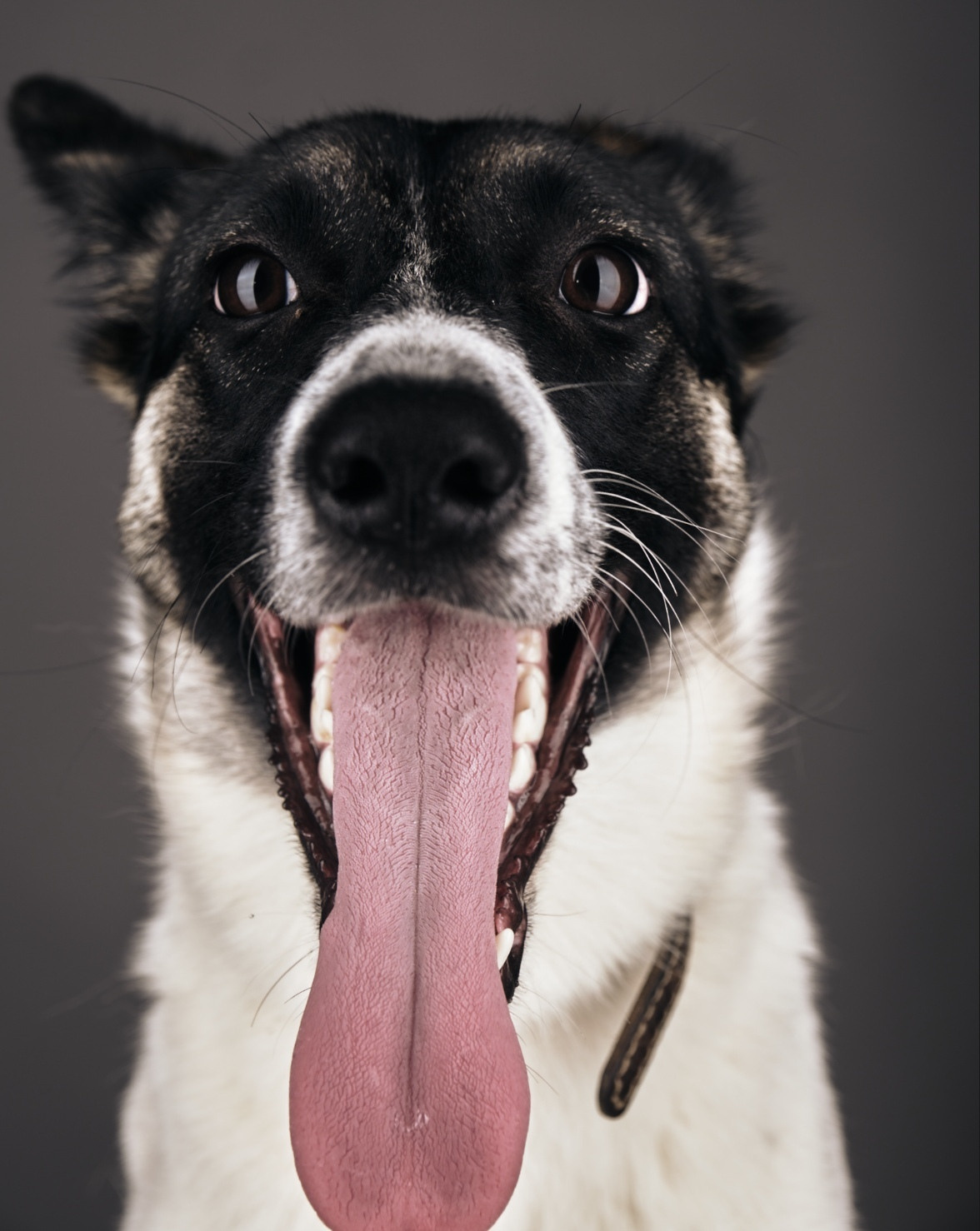 Фотограф животных в Москве и московской области. Профессиональный фотограф в Москве — Максим Дьяконов