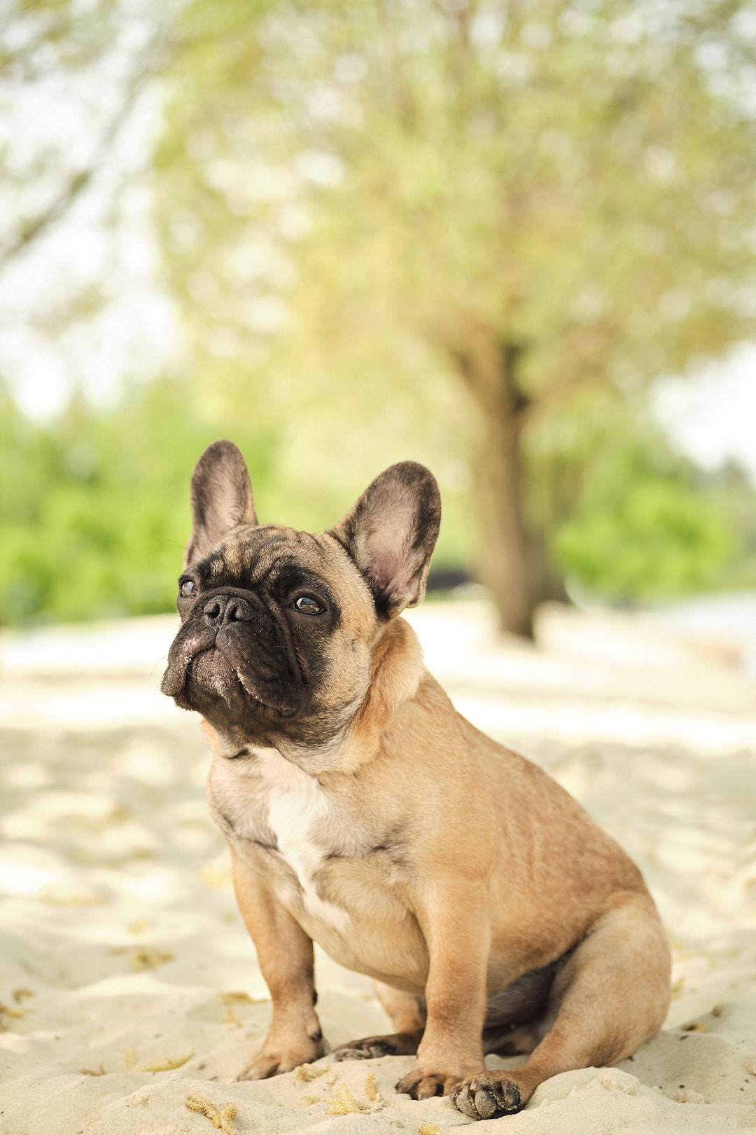 Фотограф животных в Москве и московской области. Профессиональный фотограф в Москве — Максим Дьяконов