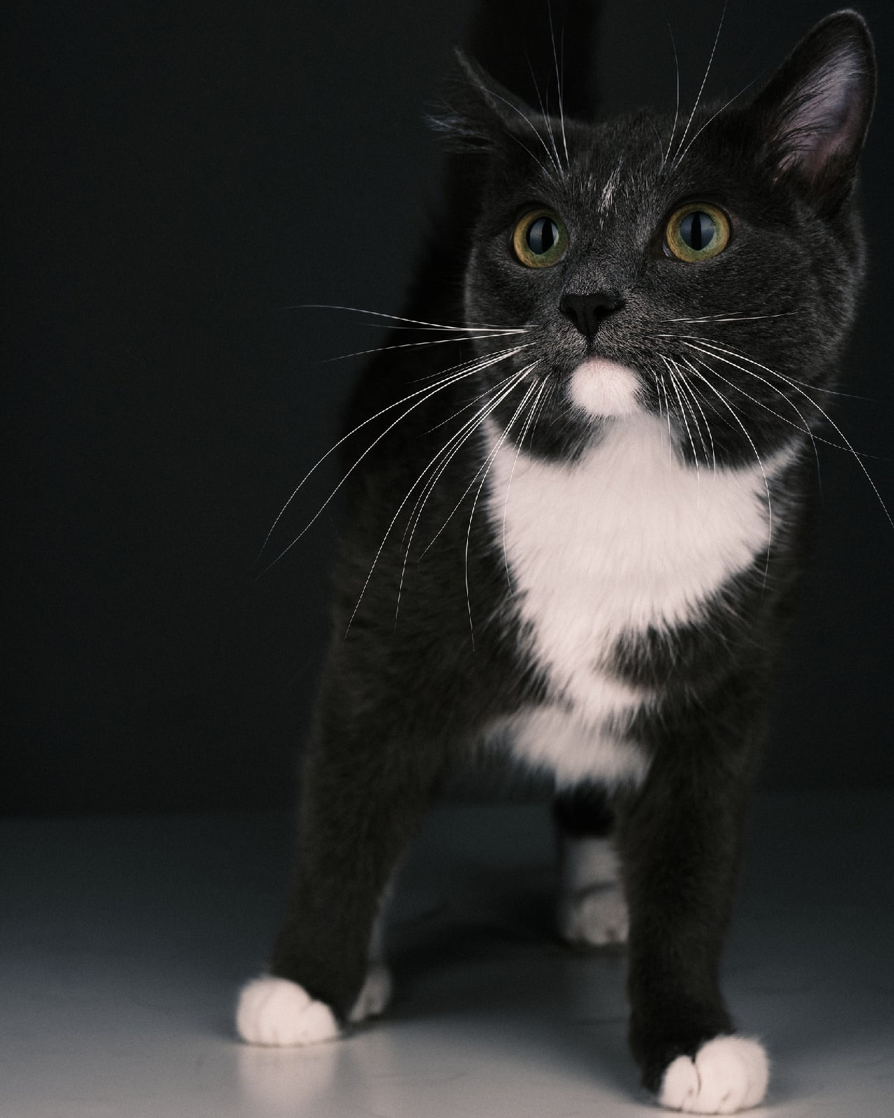 Фотограф животных в Москве и московской области. Профессиональный фотограф в Москве — Максим Дьяконов