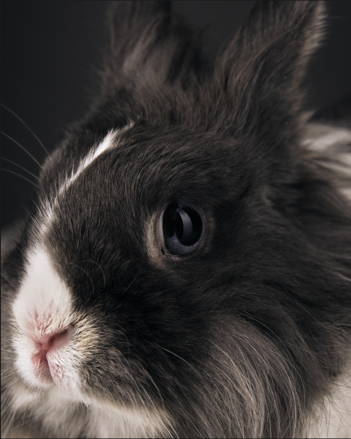 Фотограф животных в Москве и московской области. Профессиональный фотограф в Москве — Максим Дьяконов