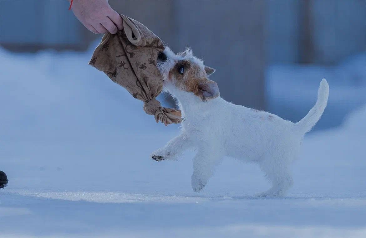 Сука 3. Lovely-Orange питомник джек рассел терьеров