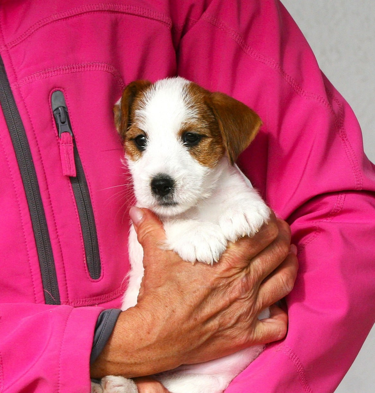 Female 1 brocken not available at this moment. Lovely-Orange питомник джек рассел терьеров