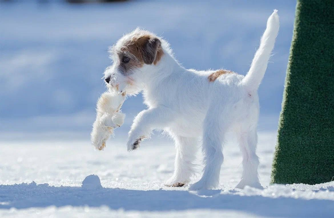 Сука 1. Lovely Orange kennel Jack Russell Terrier FCI/RKF