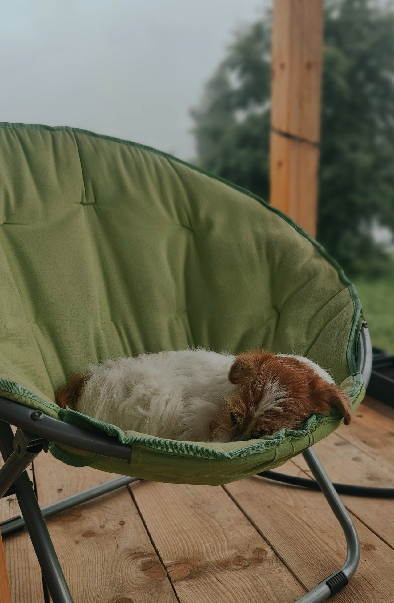 LOVELY-ORANGE JACKPOT. Lovely-Orange питомник джек рассел терьеров