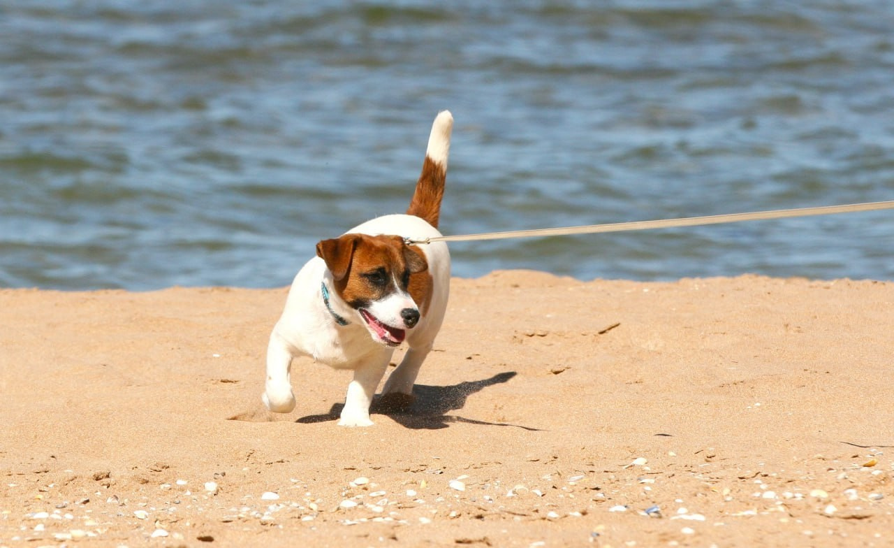 ADM'S DOGS GATSBY FOR LOVELY ORANGE. Lovely-Orange питомник джек рассел терьеров