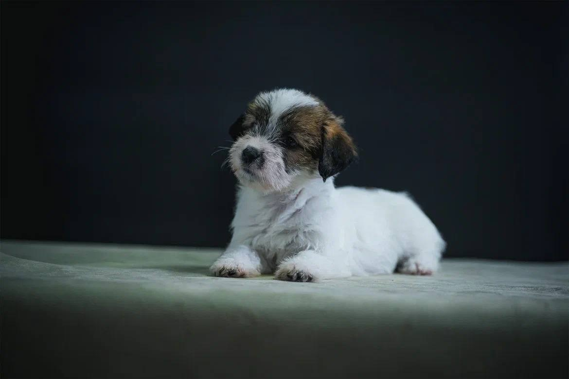 Сука 1. Lovely-Orange питомник джек рассел терьеров