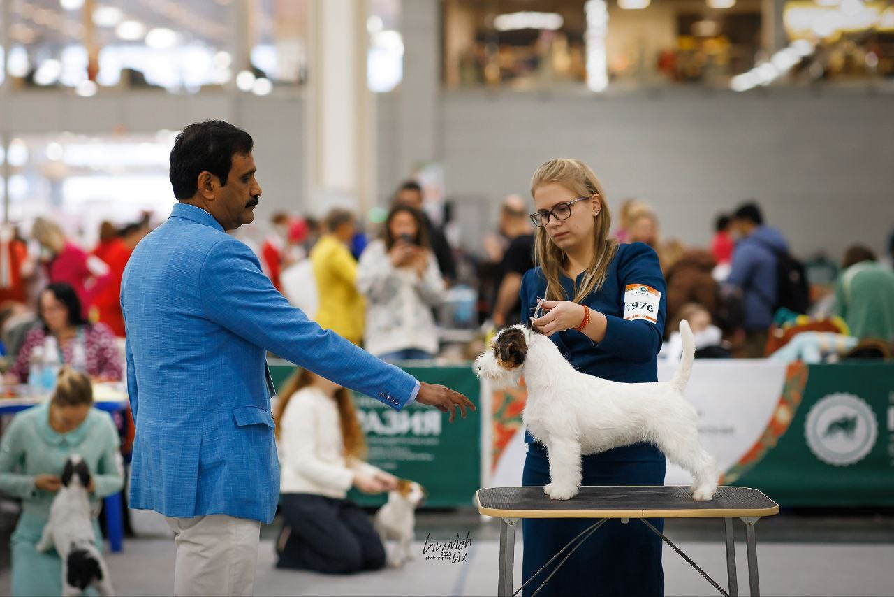 Lovely-Orange Teriyaki. Lovely-Orange питомник джек рассел терьеров