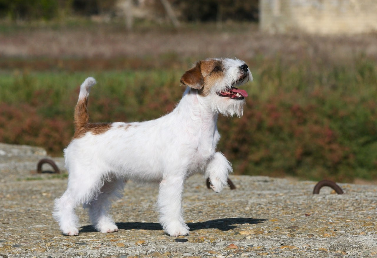 Lovely -Orange Team Spirit. Lovely-Orange питомник джек рассел терьеров