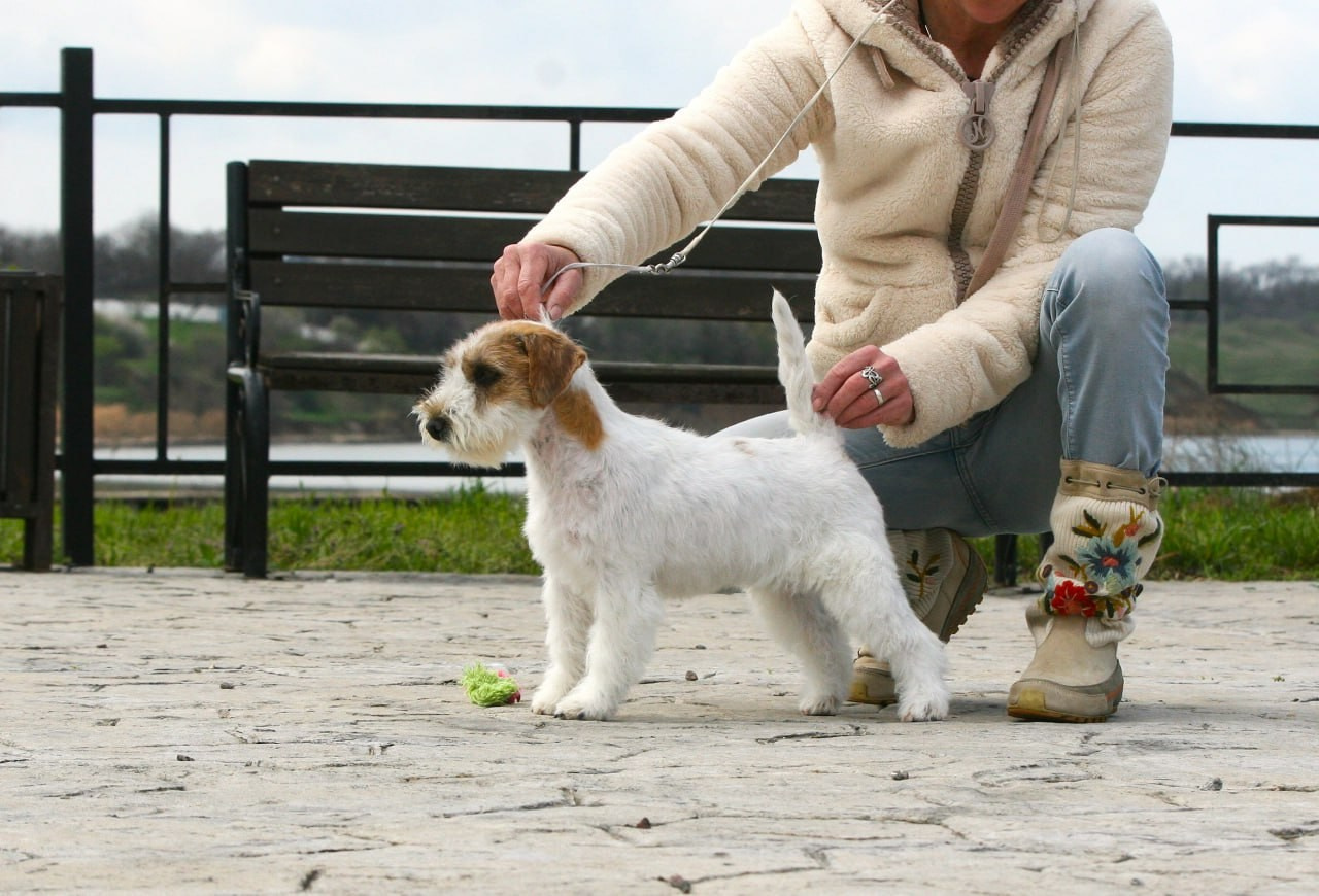 Lovely-Orange Coza Nostra. Lovely-Orange питомник джек рассел терьеров